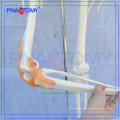 Hot selling Plastic bone of patella skeleton model